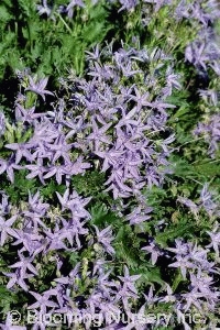 Campanula garganica